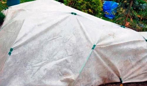 Как укрыть розы на зиму агроволокном. Чем и как укрыть розы на зиму в Средней полосе России