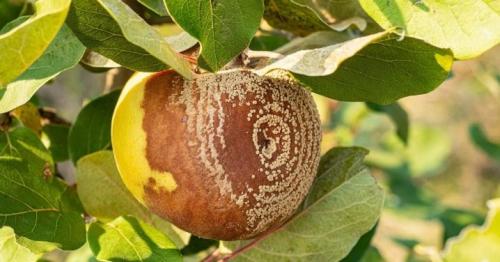 Что делать, если некоторые яблоки начали портиться. Почему яблоки на деревьях гниют и что делать?