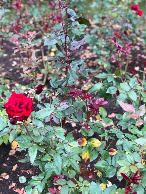 Какой мороз выдерживают розы без укрытия. Моя подруга-цветовод рассказала, какую минусовую температуру могут выдержать незакрытые розы зимой 13