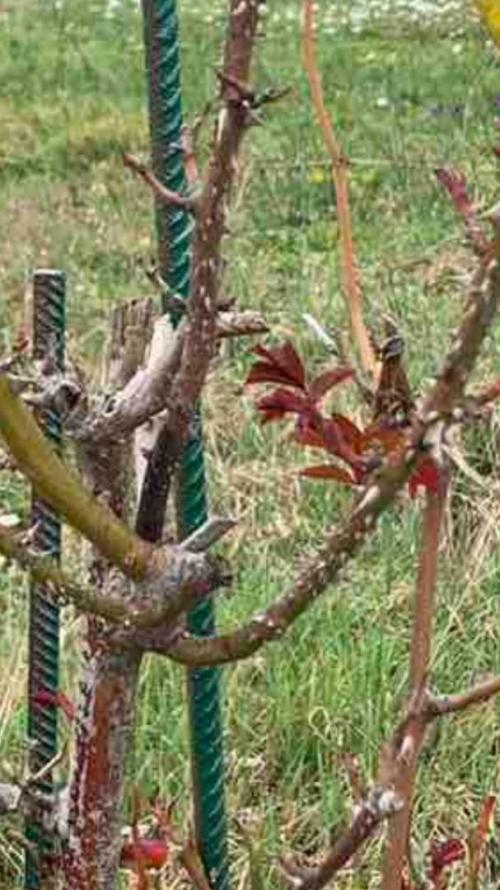 Какой мороз выдерживают розы без укрытия. Моя подруга-цветовод рассказала, какую минусовую температуру могут выдержать незакрытые розы зимой 10