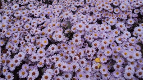 Какой мороз выдерживают розы без укрытия. Моя подруга-цветовод рассказала, какую минусовую температуру могут выдержать незакрытые розы зимой 21