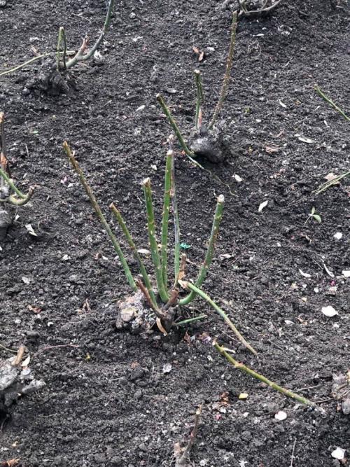 Какой мороз выдерживают розы без укрытия. Моя подруга-цветовод рассказала, какую минусовую температуру могут выдержать незакрытые розы зимой 11