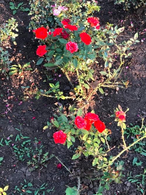 Какой мороз выдерживают розы без укрытия. Моя подруга-цветовод рассказала, какую минусовую температуру могут выдержать незакрытые розы зимой 14