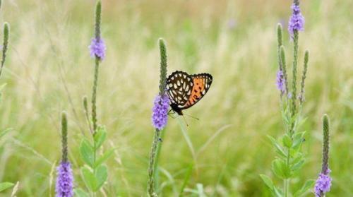 Какой мороз выдерживают розы без укрытия. Моя подруга-цветовод рассказала, какую минусовую температуру могут выдержать незакрытые розы зимой 23
