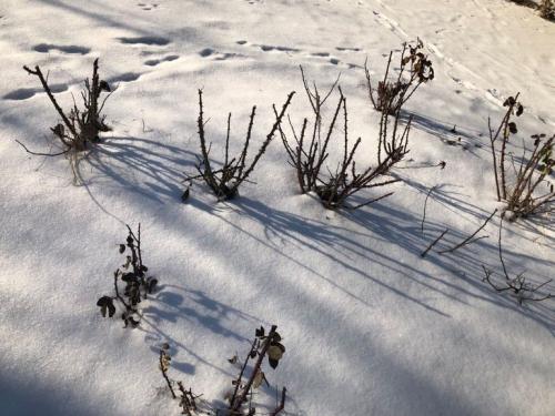 Какой мороз выдерживают розы без укрытия. Моя подруга-цветовод рассказала, какую минусовую температуру могут выдержать незакрытые розы зимой 05
