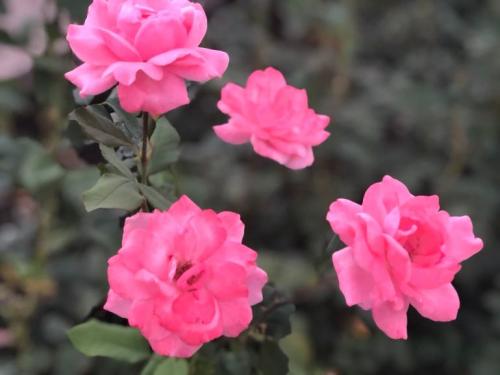 Какой мороз выдерживают розы без укрытия. Моя подруга-цветовод рассказала, какую минусовую температуру могут выдержать незакрытые розы зимой 16