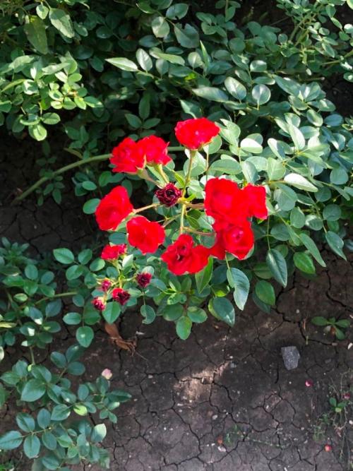 Какой мороз выдерживают розы без укрытия. Моя подруга-цветовод рассказала, какую минусовую температуру могут выдержать незакрытые розы зимой 15