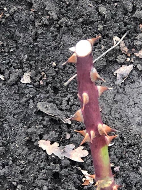 Какой мороз выдерживают розы без укрытия. Моя подруга-цветовод рассказала, какую минусовую температуру могут выдержать незакрытые розы зимой 09