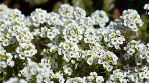 Какой мороз выдерживают розы без укрытия. Моя подруга-цветовод рассказала, какую минусовую температуру могут выдержать незакрытые розы зимой 18