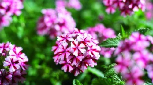 Какой мороз выдерживают розы без укрытия. Моя подруга-цветовод рассказала, какую минусовую температуру могут выдержать незакрытые розы зимой 24