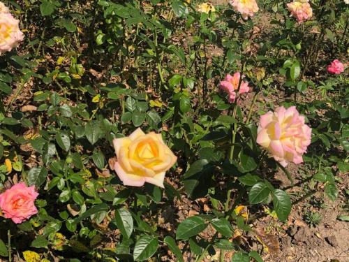 Какой мороз выдерживают розы без укрытия. Моя подруга-цветовод рассказала, какую минусовую температуру могут выдержать незакрытые розы зимой 06