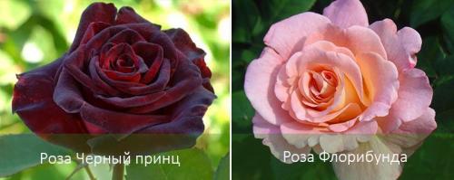 Пересадка розы из горшка в открытый грунт осенью. Посадка роз осенью в открытый грунт и уход за ними