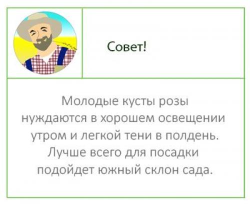 Пересадка розы из горшка в открытый грунт осенью. Посадка роз осенью в открытый грунт и уход за ними