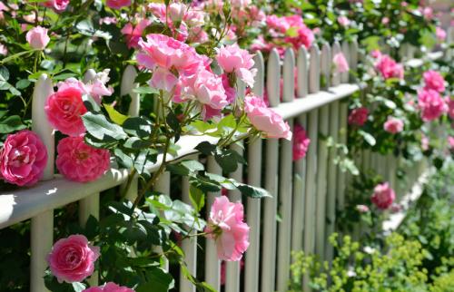 Последний срок посадки роз осенью. Посадка роз осенью. Все внимание – королеве цветника