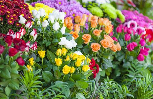 Последний срок посадки роз осенью. Посадка роз осенью. Все внимание – королеве цветника