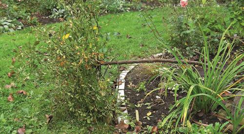 Как помочь розам перезимовать. Какие розы могут зимовать без укрытия 05