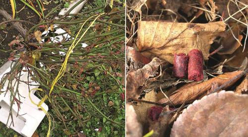 Как помочь розам перезимовать. Какие розы могут зимовать без укрытия 06