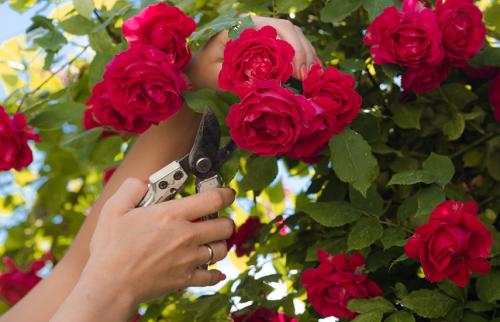 Последний срок посадки роз осенью. Посадка роз осенью. Все внимание – королеве цветника