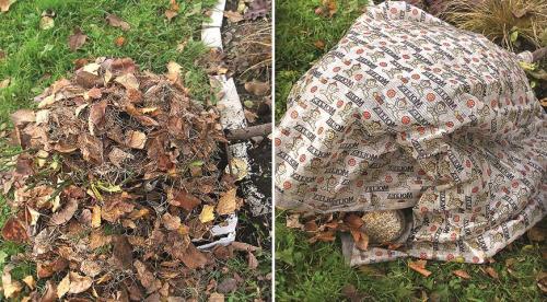 Как помочь розам перезимовать. Какие розы могут зимовать без укрытия 07