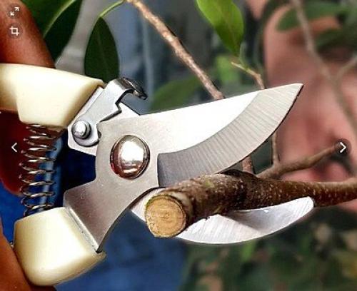 Как обрезать розы перед посадкой осенью. Нужно ли обрезать розы на зиму и когда лучше этим заниматься?