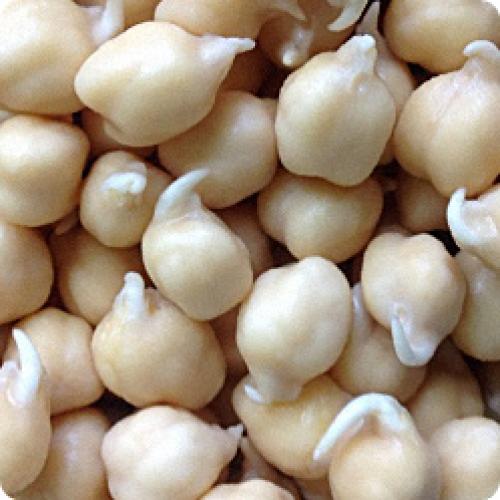 Горох боится заморозков. ГОРОХ: ПОСАДКА И УХОД