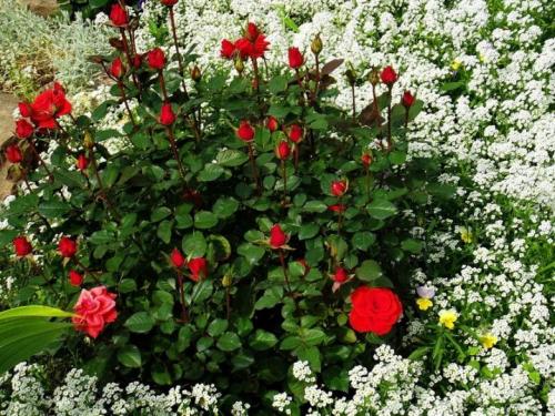 Укрытие роз на зиму способы и особенности в различных регионах. Особенности и простые способы укрытия одиночных роз и плетистых видов 14