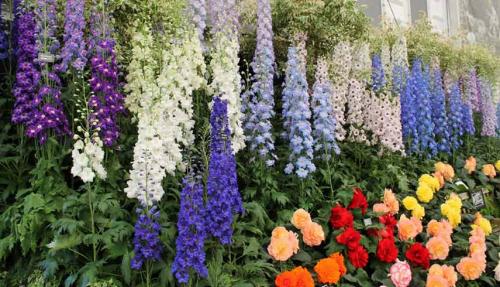 Партнеры для роз. Подборка лучших растений-соседей для роз