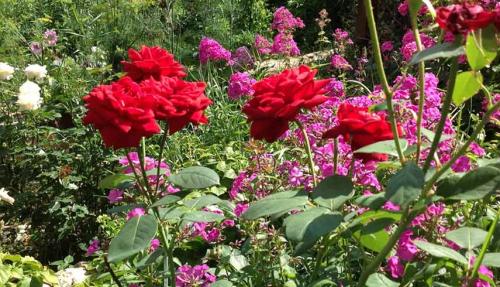 Партнеры для роз. Подборка лучших растений-соседей для роз