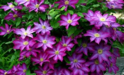 Плохие соседи для роз. Что посадить рядом с розами на одной клумбе? 43 фото