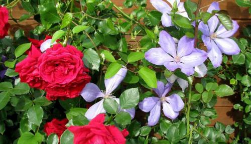 Партнеры для роз. Подборка лучших растений-соседей для роз