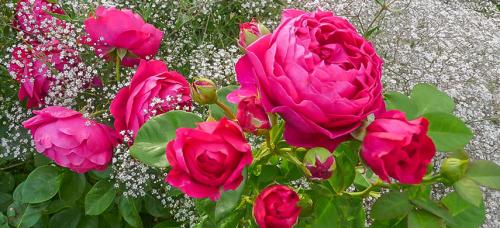 Партнеры для роз. Подборка лучших растений-соседей для роз