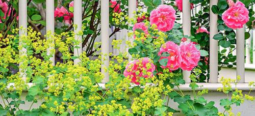 Партнеры для роз. Подборка лучших растений-соседей для роз