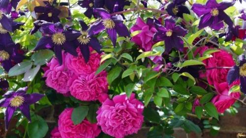 Укрытие роз на зиму способы и особенности в различных регионах. Особенности и простые способы укрытия одиночных роз и плетистых видов 09