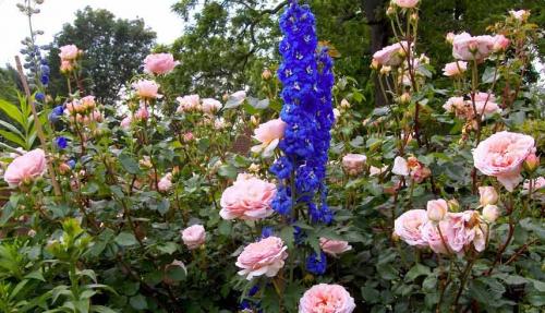 Партнеры для роз. Подборка лучших растений-соседей для роз