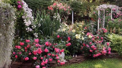 Плохие соседи для роз. Что посадить рядом с розами на одной клумбе? 43 фото