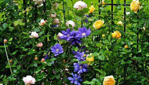 Партнеры для роз. Подборка лучших растений-соседей для роз