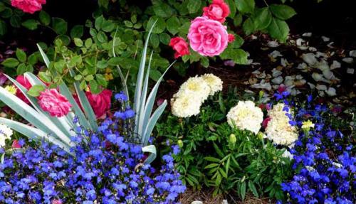 Партнеры для роз. Подборка лучших растений-соседей для роз