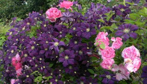 Партнеры для роз. Подборка лучших растений-соседей для роз