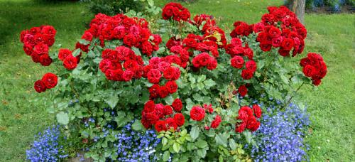 Партнеры для роз. Подборка лучших растений-соседей для роз