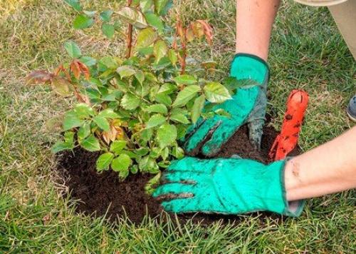 Как укрывать розы на зиму. Добавление статьи в новую подборку 04
