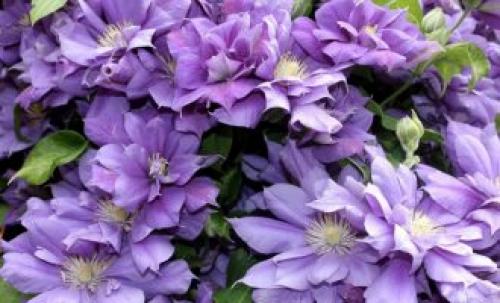 Плохие соседи для роз. Что посадить рядом с розами на одной клумбе? 43 фото