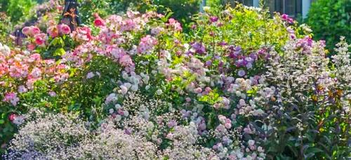Партнеры для роз. Подборка лучших растений-соседей для роз