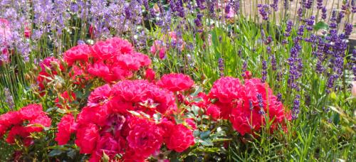 Партнеры для роз. Подборка лучших растений-соседей для роз