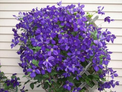 Укрытие роз на зиму способы и особенности в различных регионах. Особенности и простые способы укрытия одиночных роз и плетистых видов 08