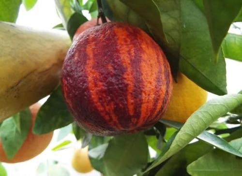 Как восстановить яблоки, если они начали подмерзать на балконе. Tasha_jardinier