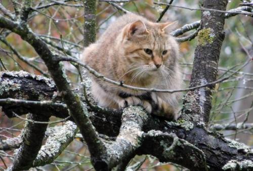 Как восстановить яблоки, если они начали подмерзать на балконе. Tasha_jardinier