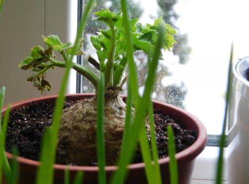 Как восстановить яблоки, если они начали подмерзать на балконе. Tasha_jardinier