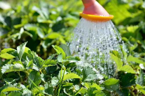 Когда снимать укрытие с клубники весной. 