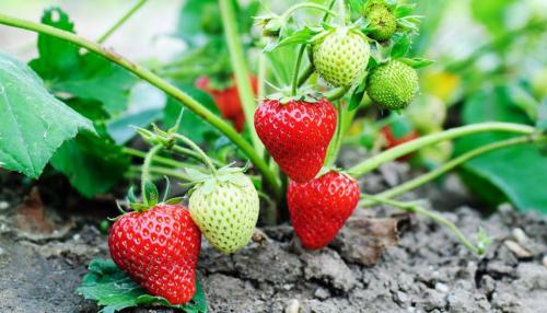 Когда снимать укрытие с клубники весной. 