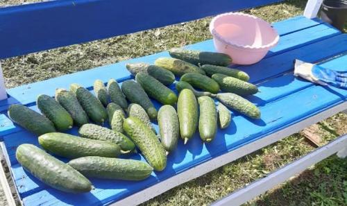 Как из помидора получить семена на следующий год. Как правильно собрать семена 02